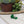 Load image into Gallery viewer, Shamrock Earrings

